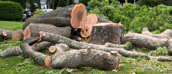 Large Tree Removal in Lansdale