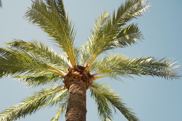 Palm Tree Removal in Lansdale