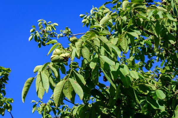 Walnut Tree Removal in Lansdale