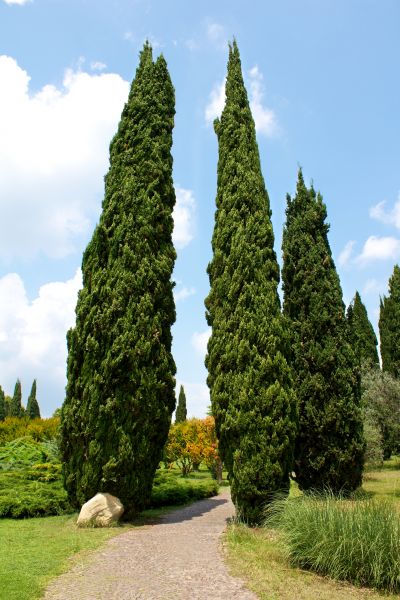 Cypress Tree Removal in Lansdale