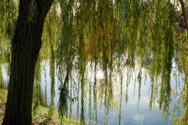Willow Tree Removal in Lansdale
