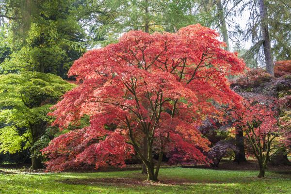 Maple Tree Removal in Lansdale