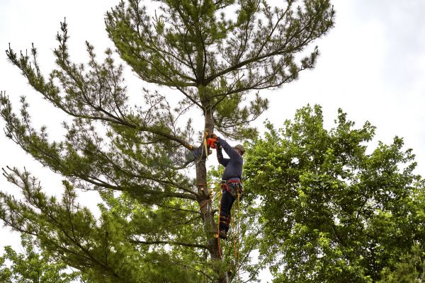 Pine Tree Removal in Lansdale