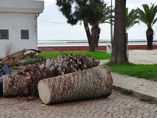 Palm Trees Removal in Lansdale