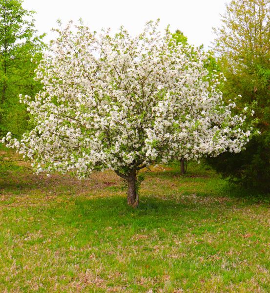 Dogwood Tree Removal in Lansdale