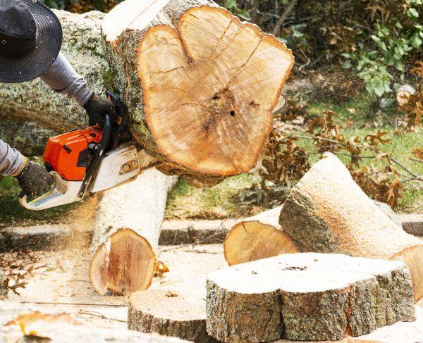 Tree Removal Service in Lansdale