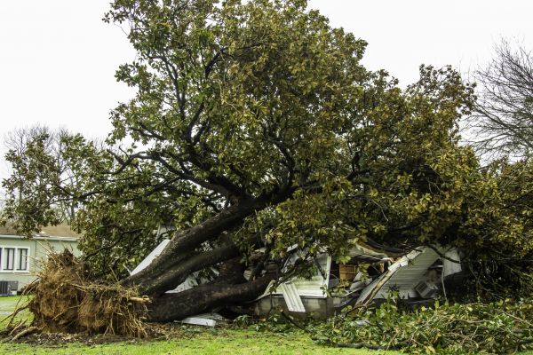Fallen Tree Removal in Lansdale