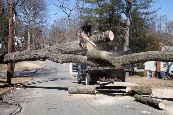 Residential Tree Removal in Lansdale